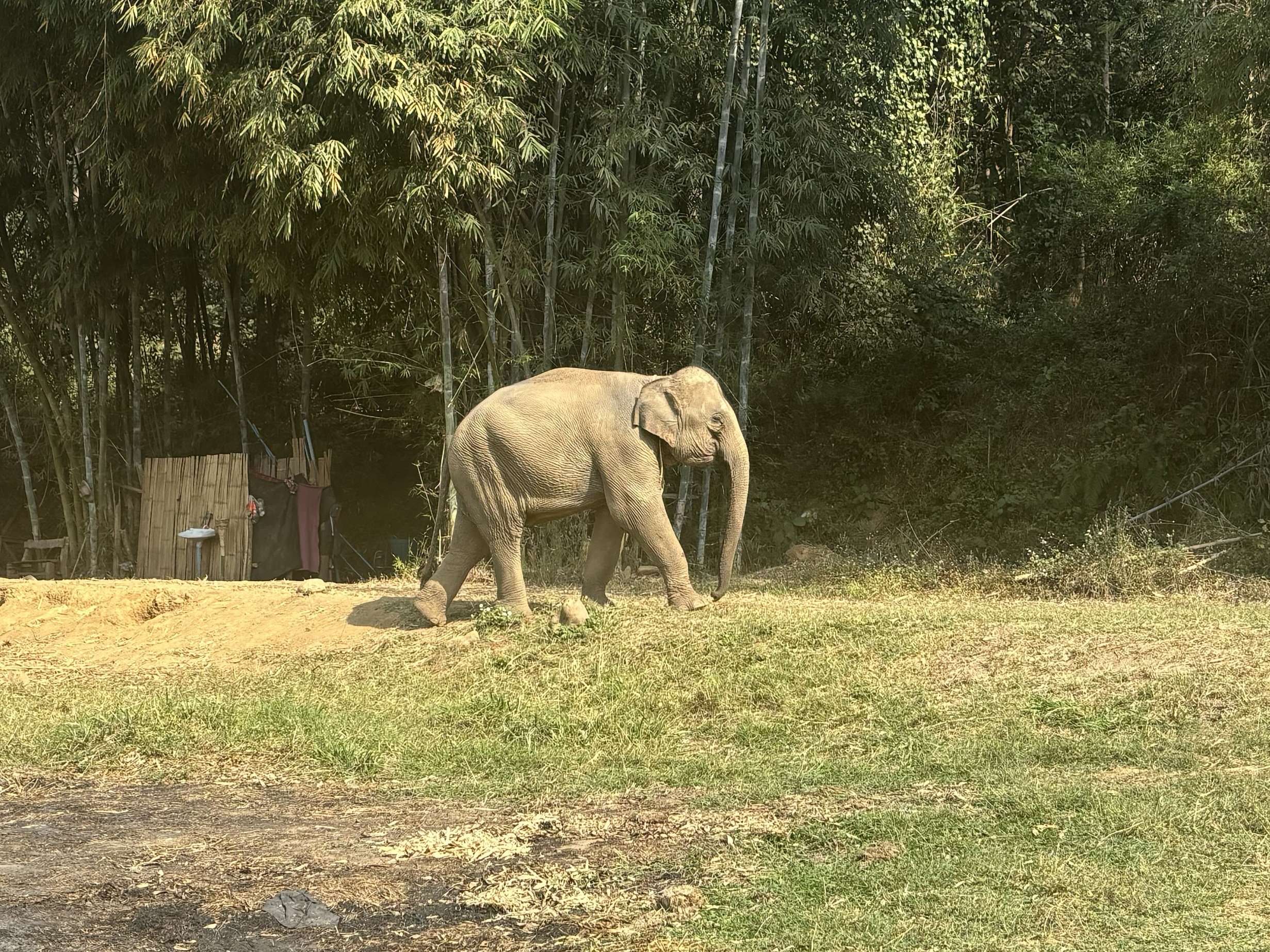 Asian Elephant In Thailand Best Place To Go Travelling Alone