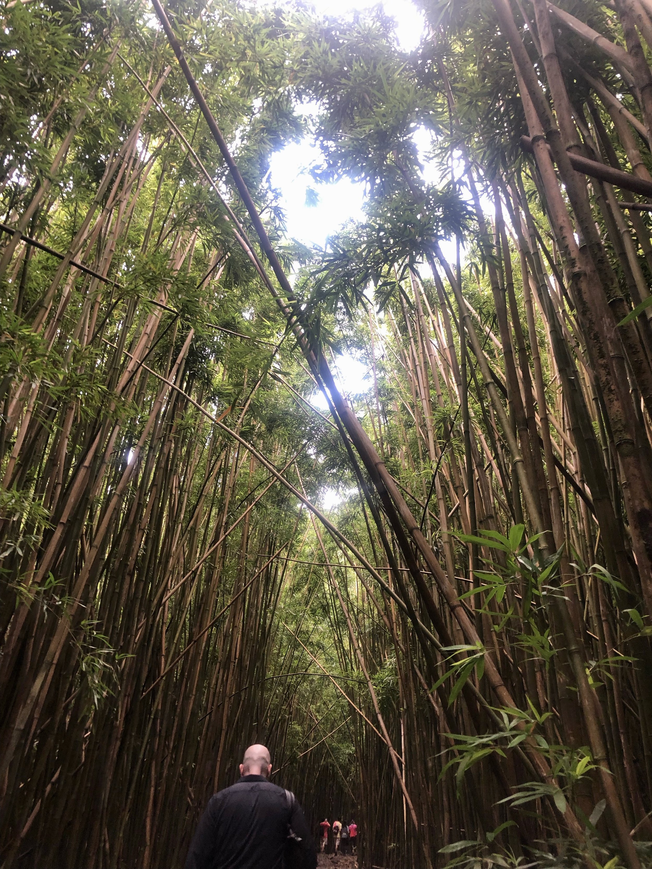 Bamboo Forest Pipiwai Trail