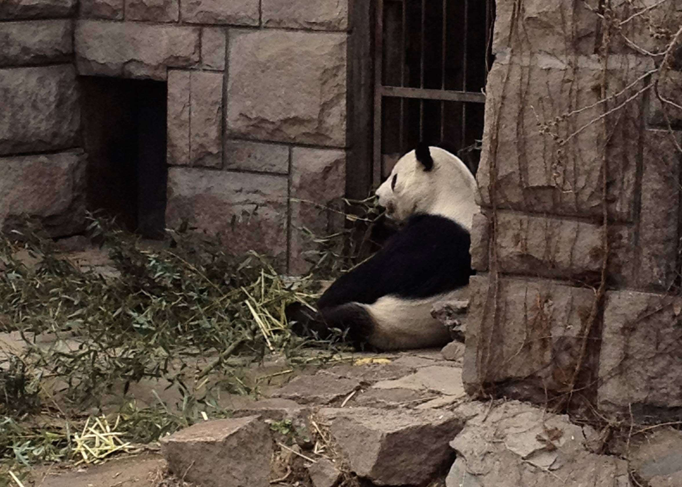 Beijing Zoo Panda Beijing Travel Blog