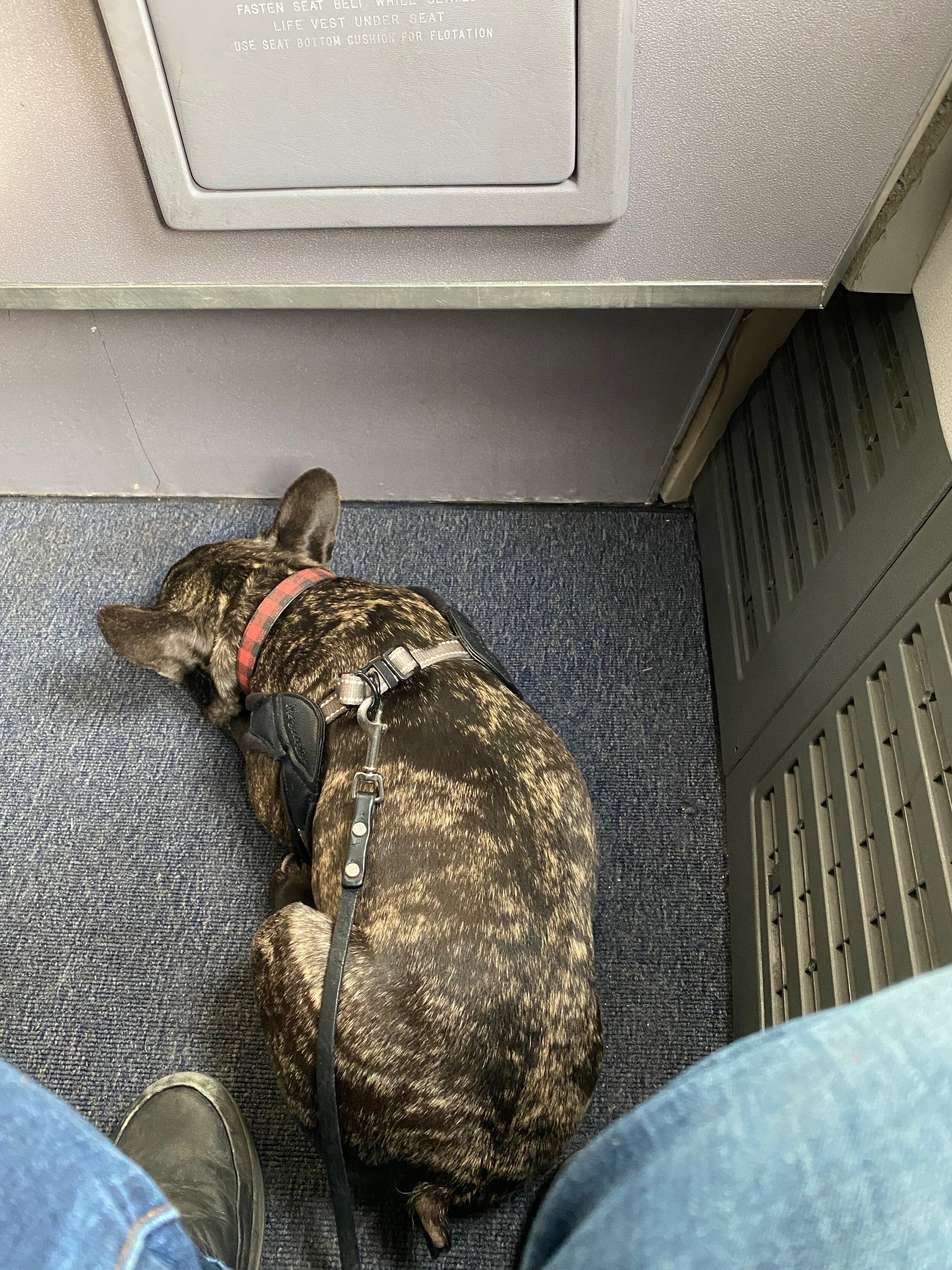 ESA in Bulkhead Seat