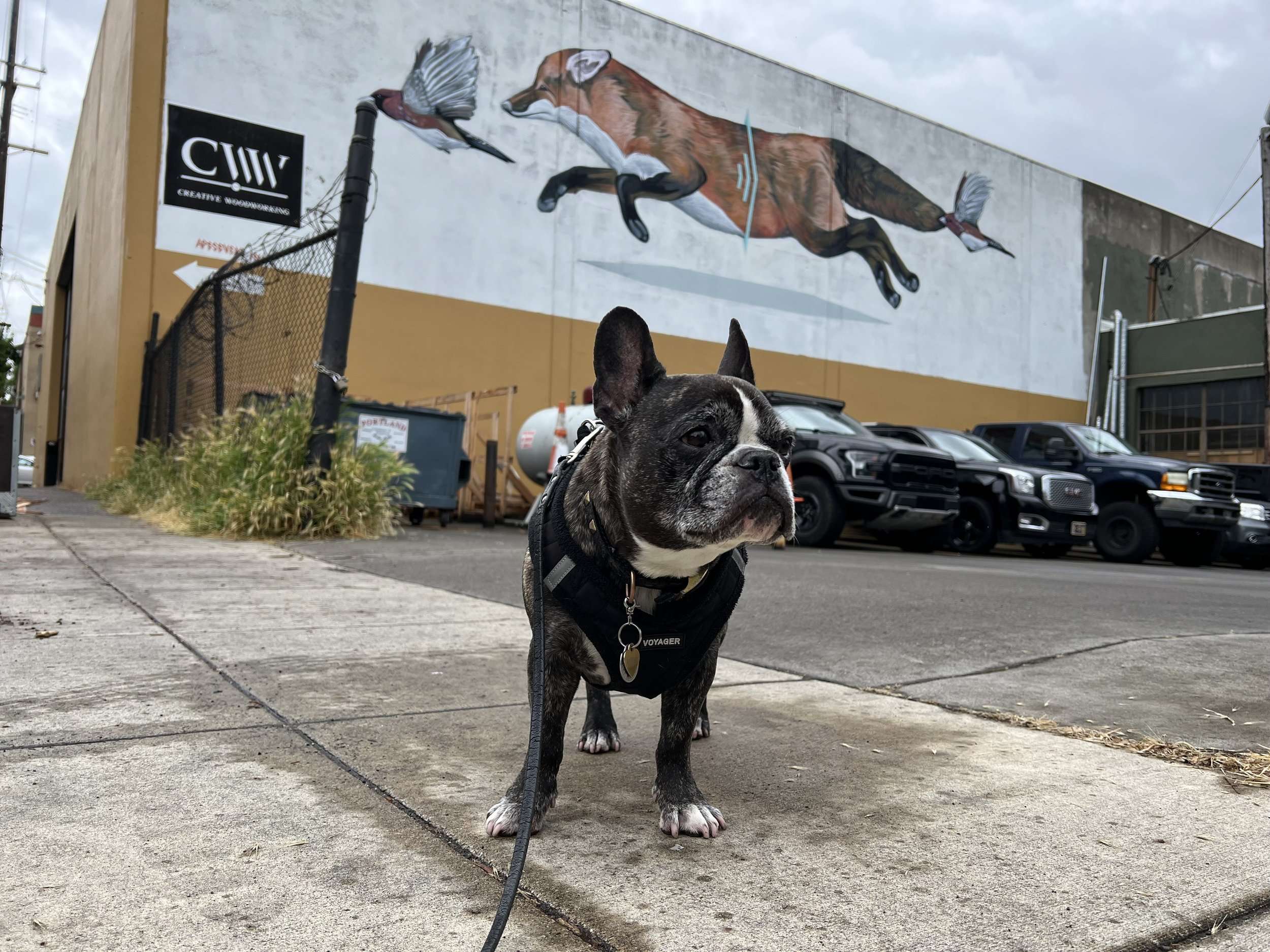 Dogs and Street Art