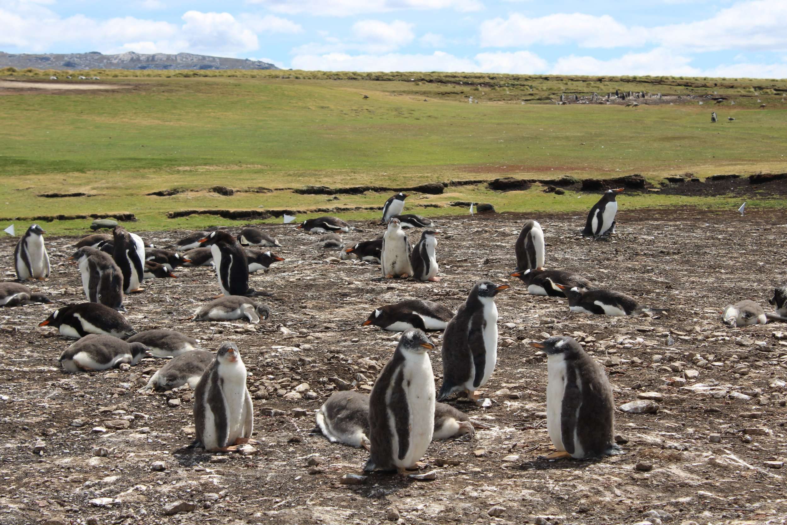 Falkland Islands Area