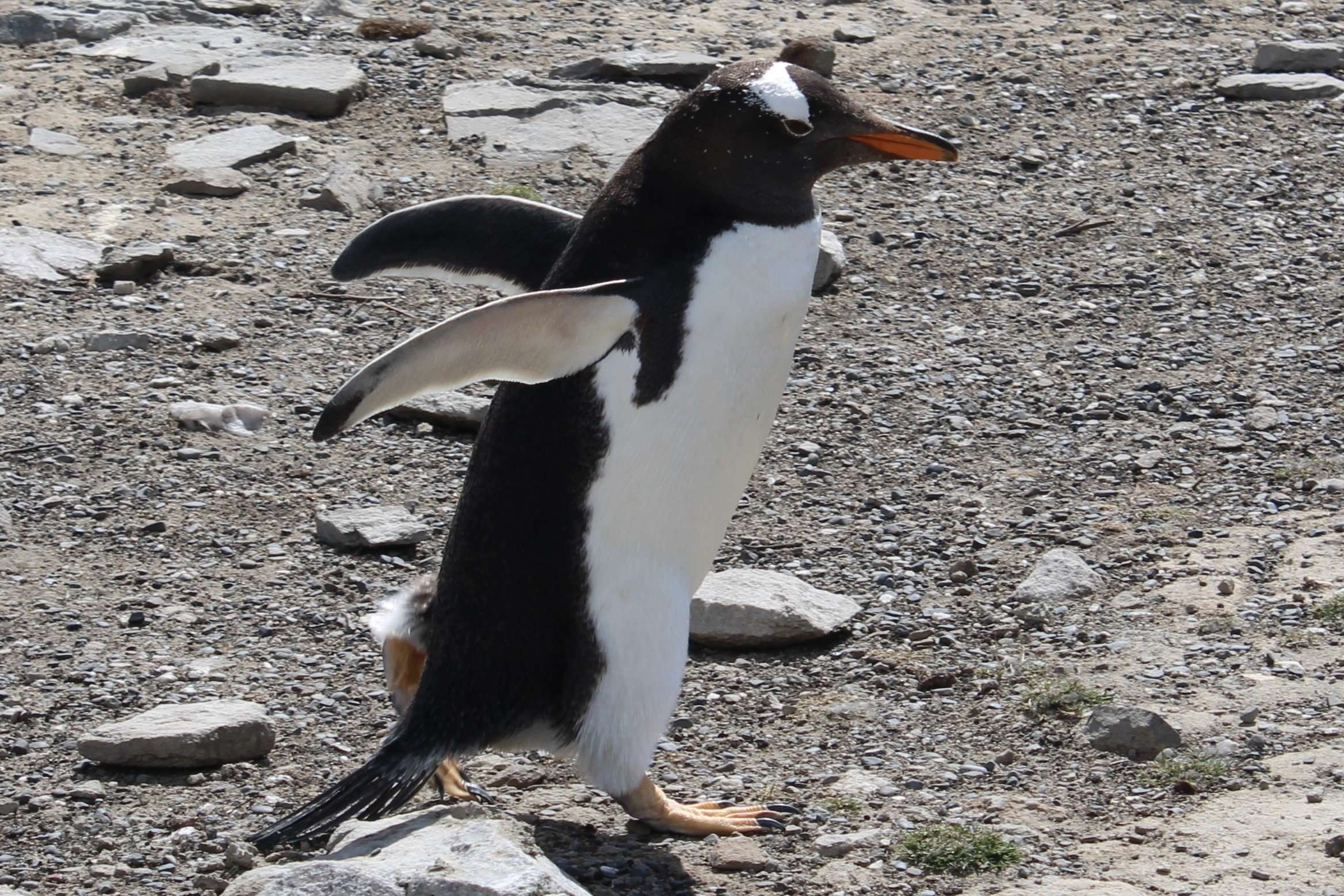 Falkland Islands Fun Facts