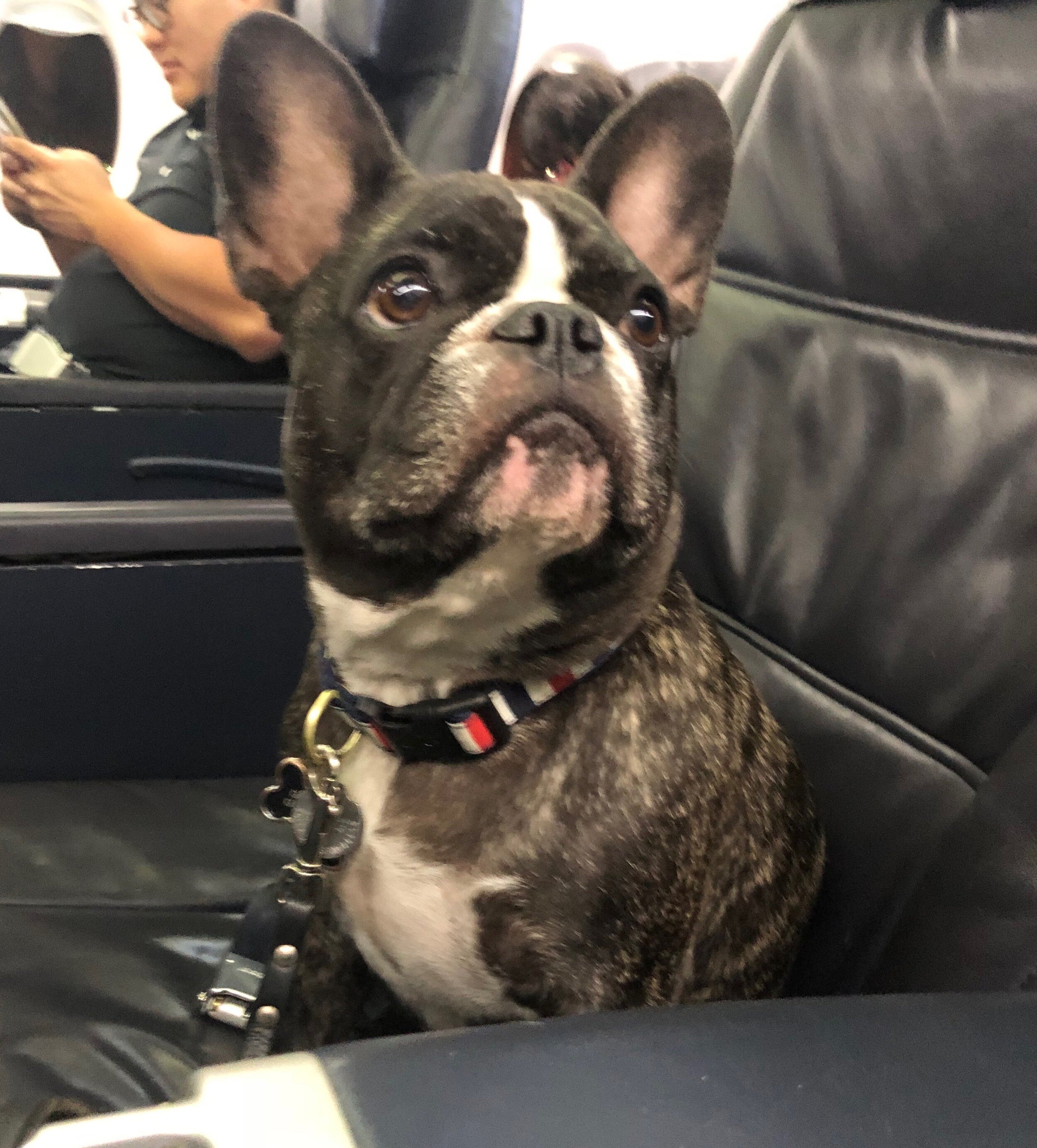 ESA in first class seat