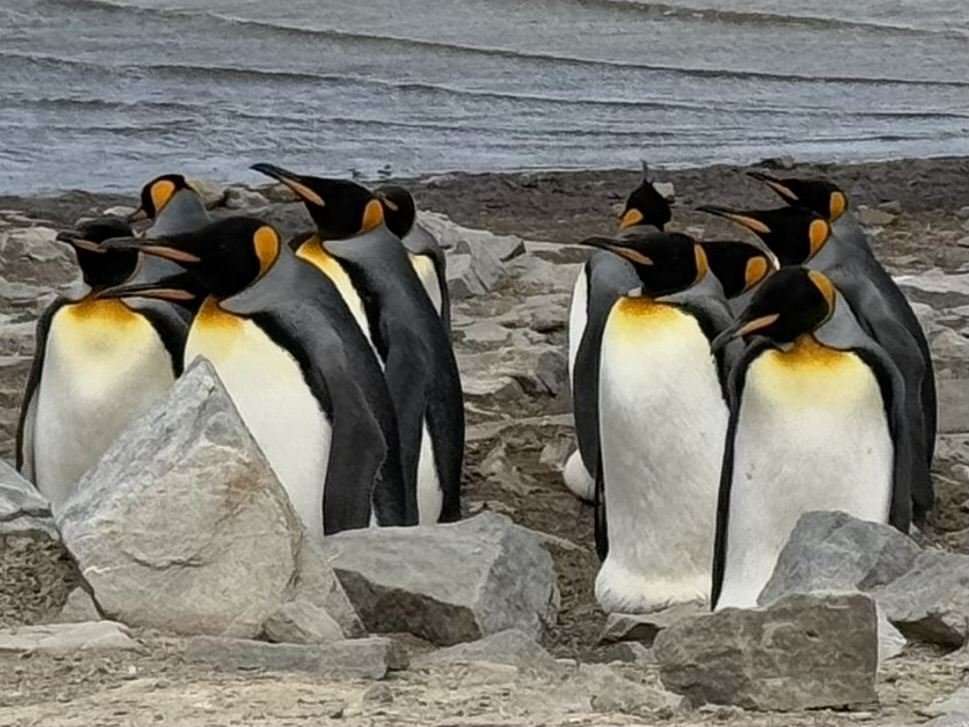 Free Things To Do In Falkland Islands