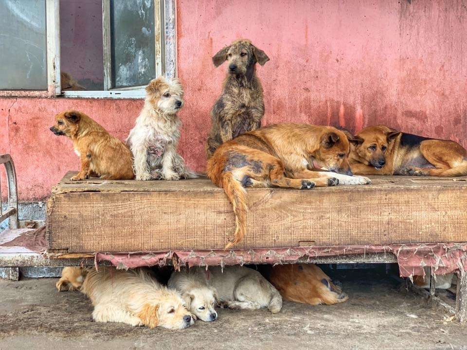 Some of the many Chinese dogs awaiting rescue. Photo by: Jamie Palmer