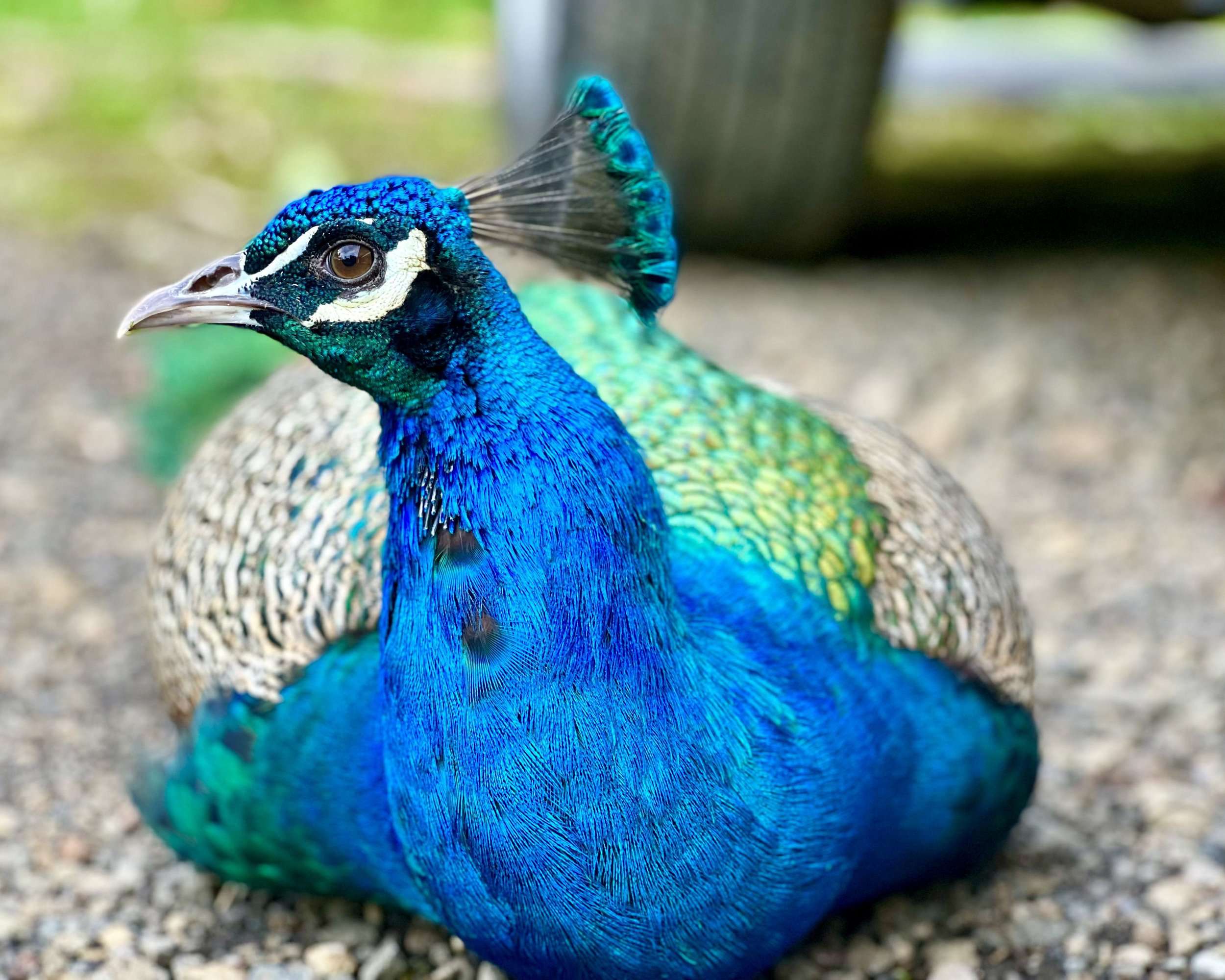 Peacock in the Garden of Eden Botanical Gardens in Maui