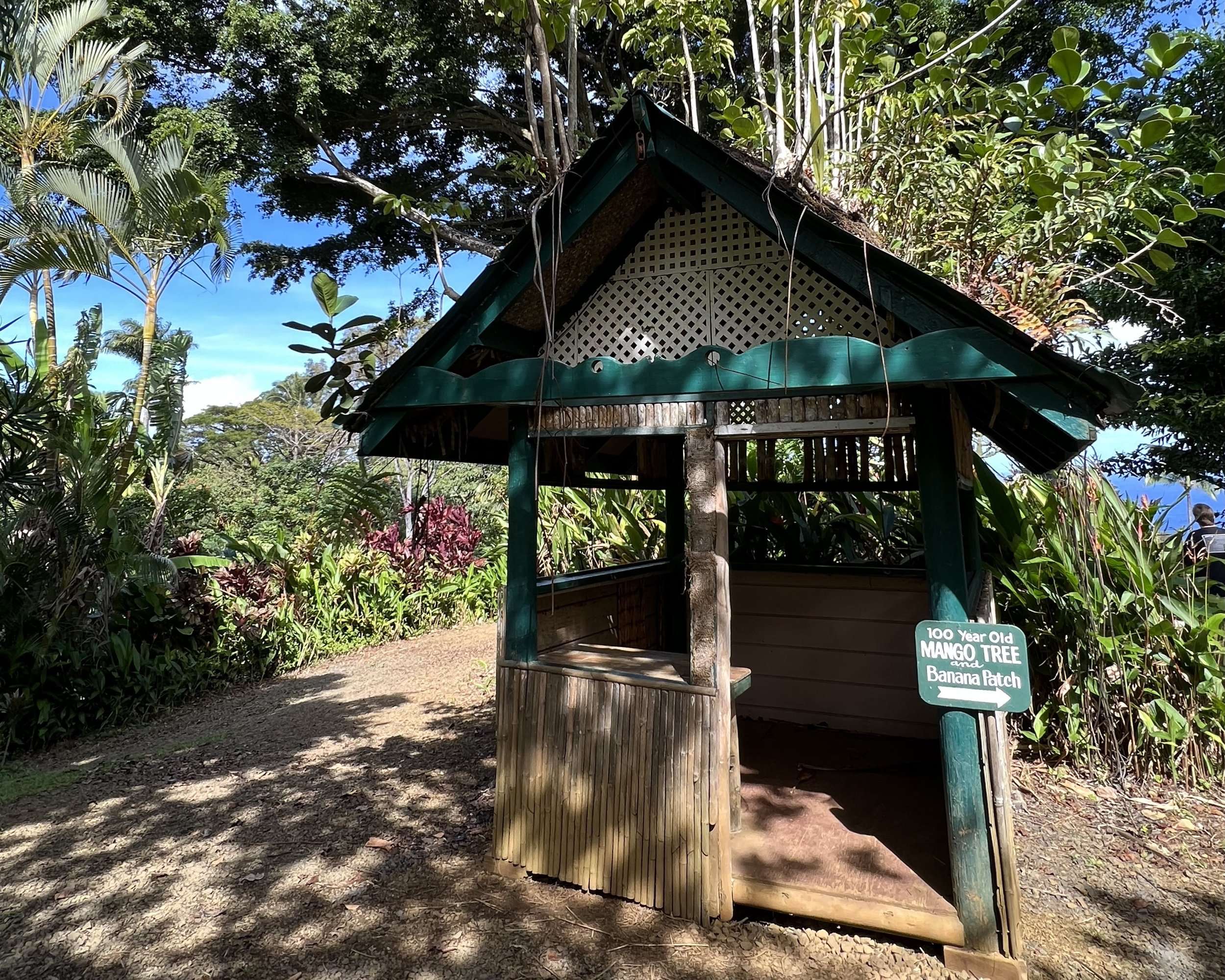 Visit the 100 Year Old Mango Tree
