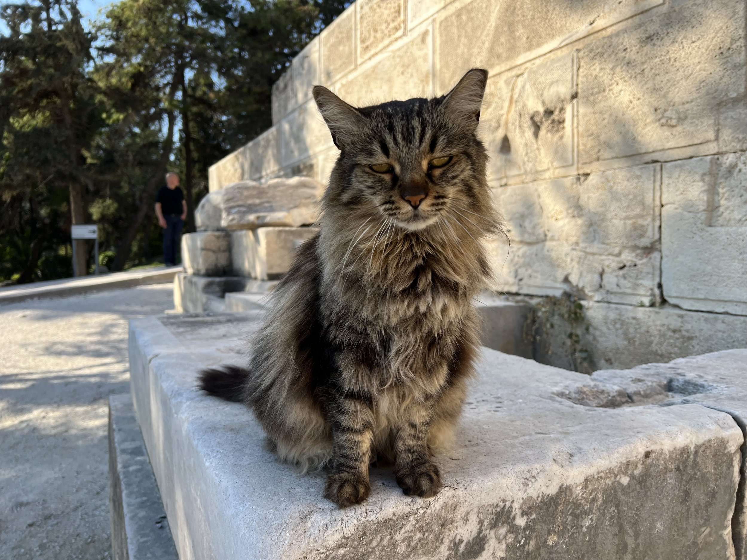 One of many Athenian street cats 