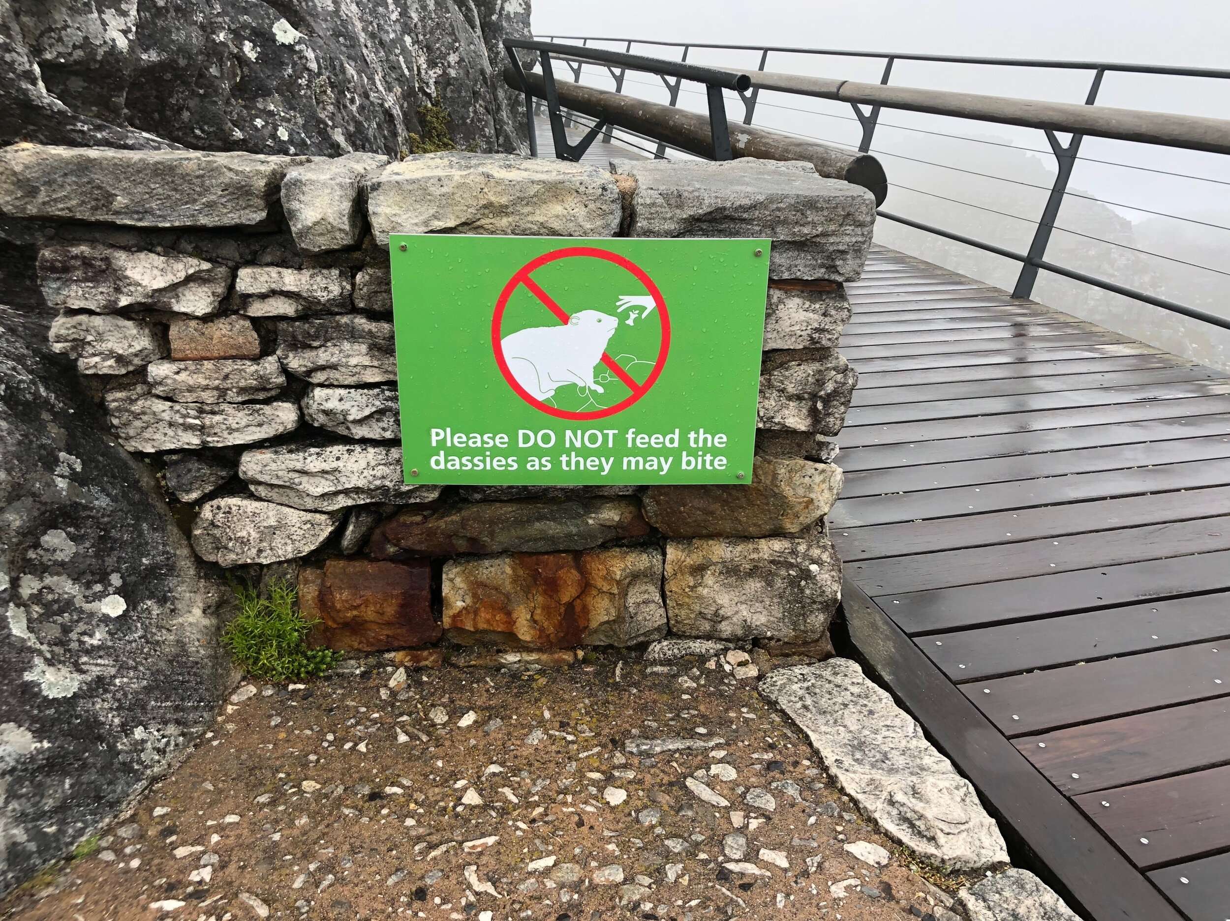 Don't feed the Dassie - Or Any Other Wild Animals