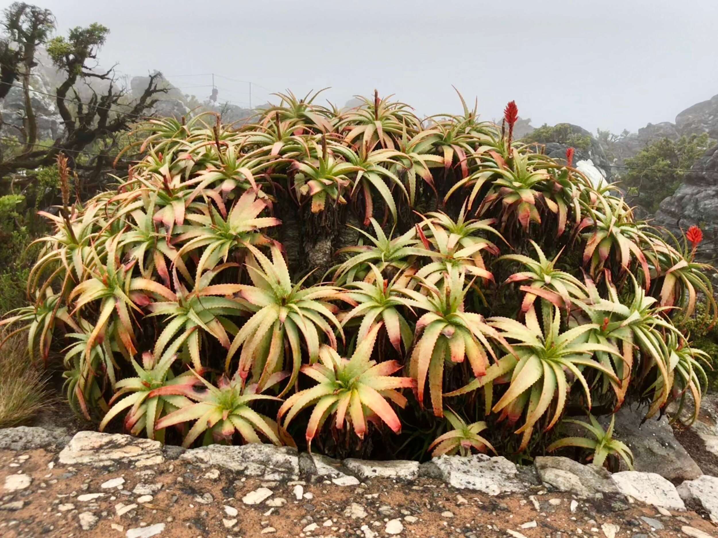 Table Mountain Flora