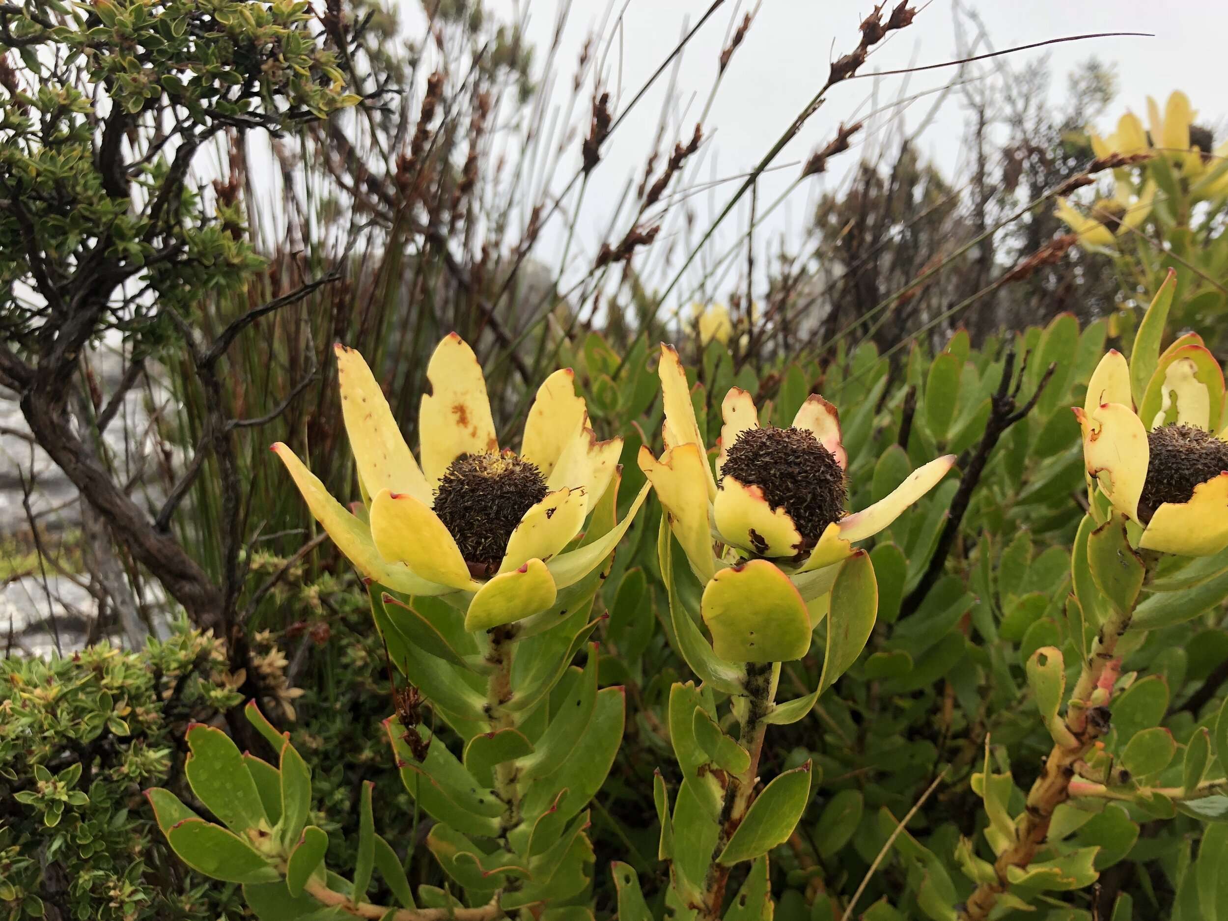 Local Flora on Table Mountain