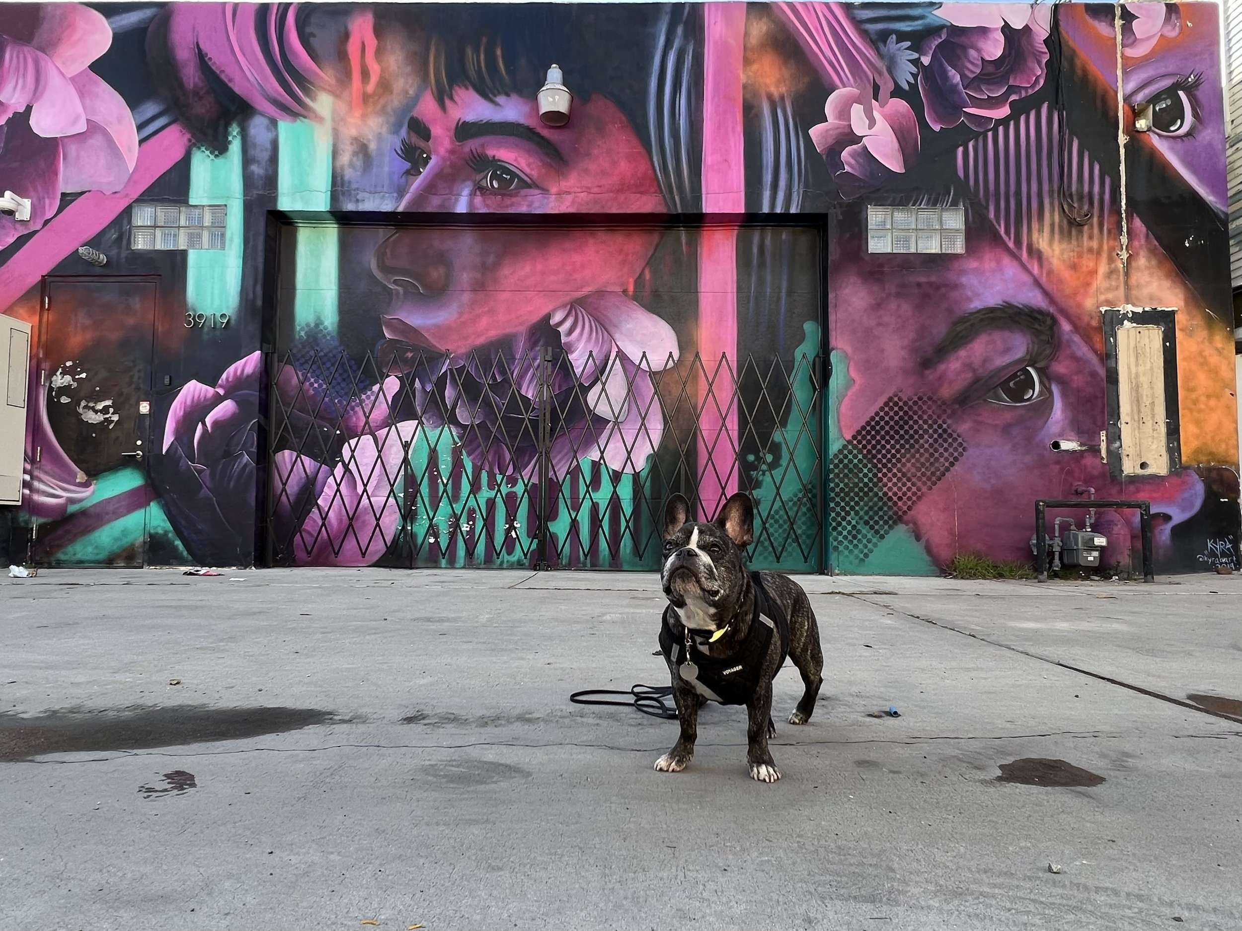 Best San Diego Murals and Street Art and Where to Find Them