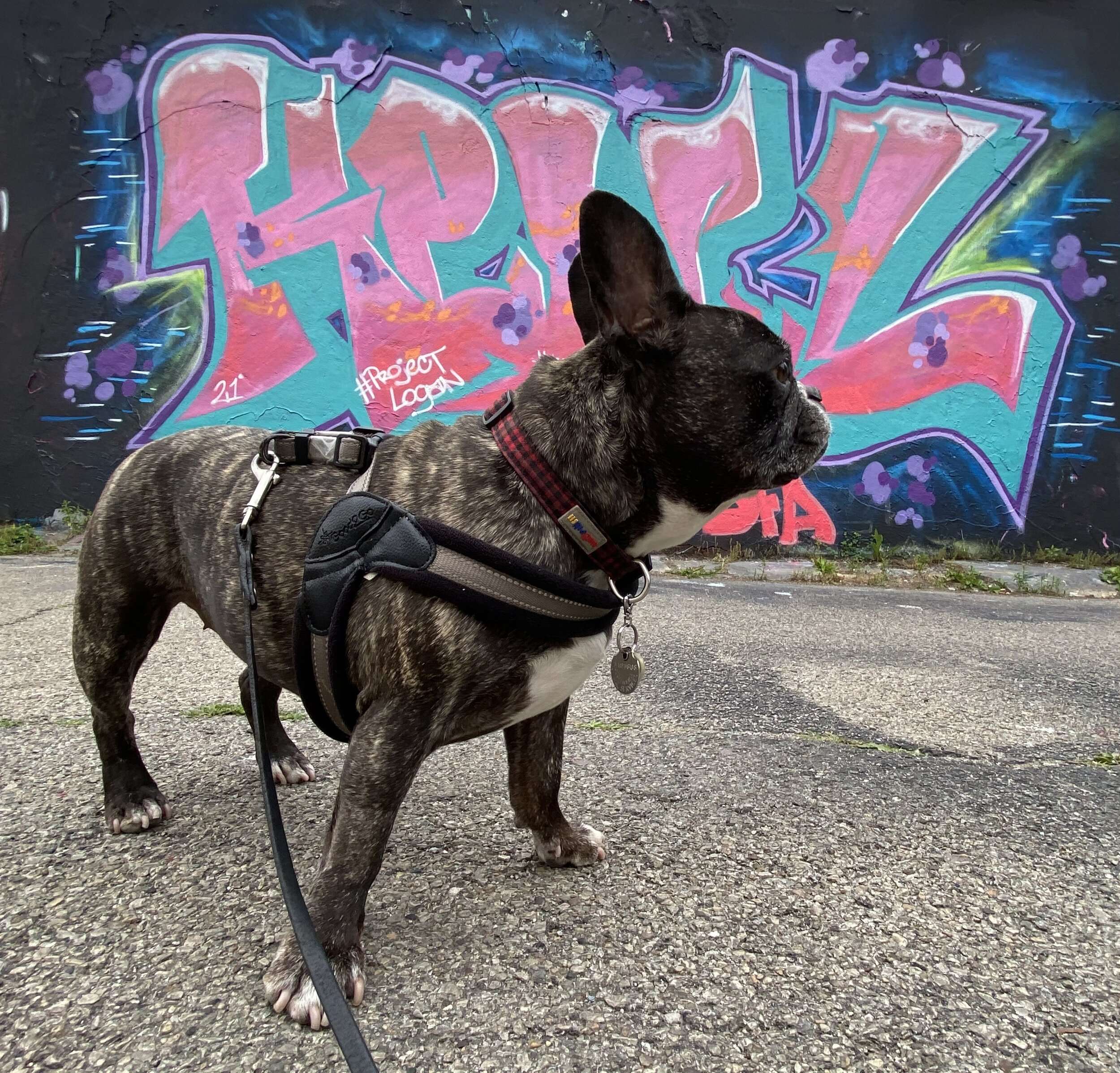 Chicago Graffiti by unknown