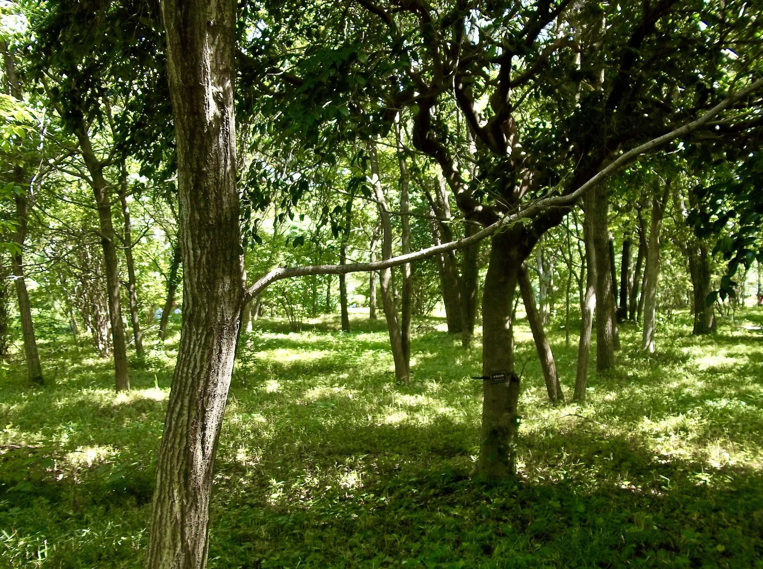Imperial Palace Trees.JPG