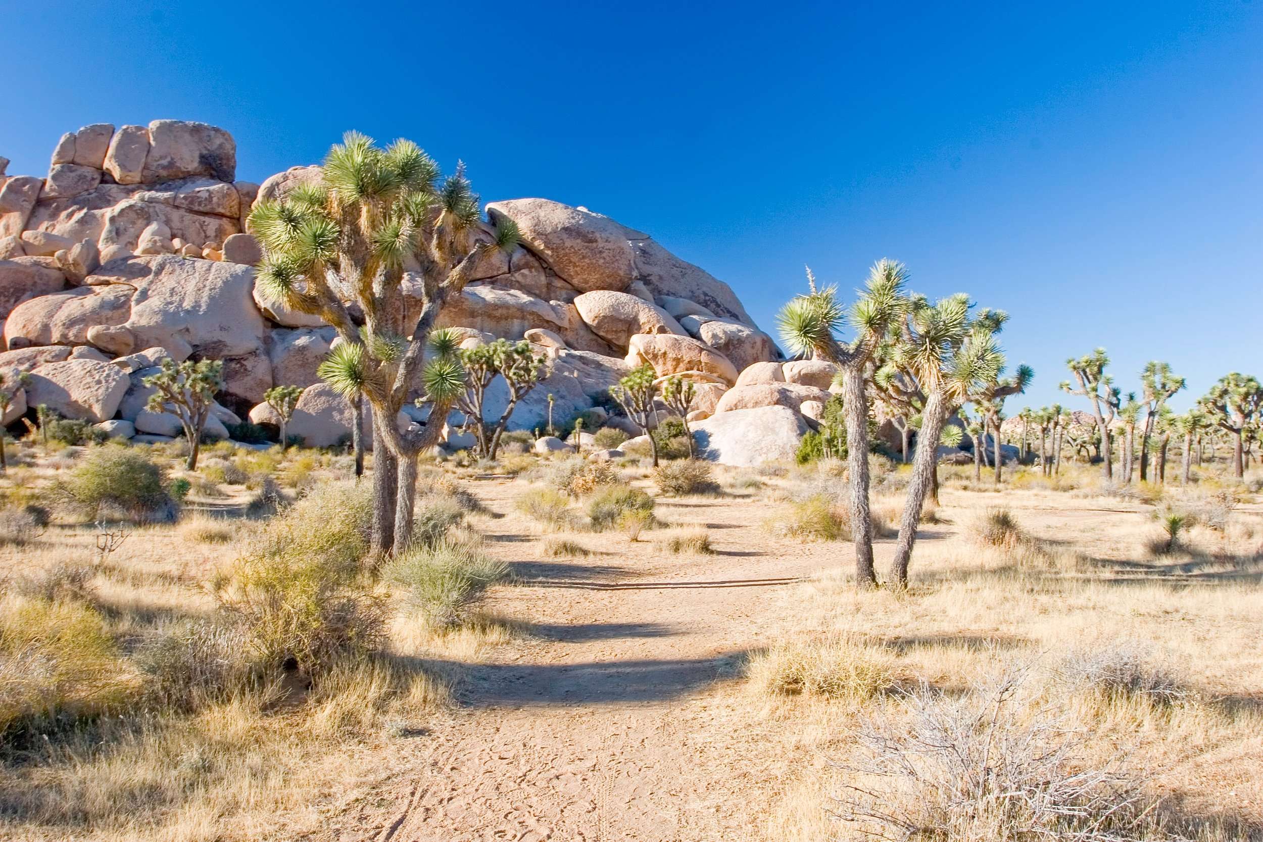 Joshua Tree National Park Best Places To Visit In California In September