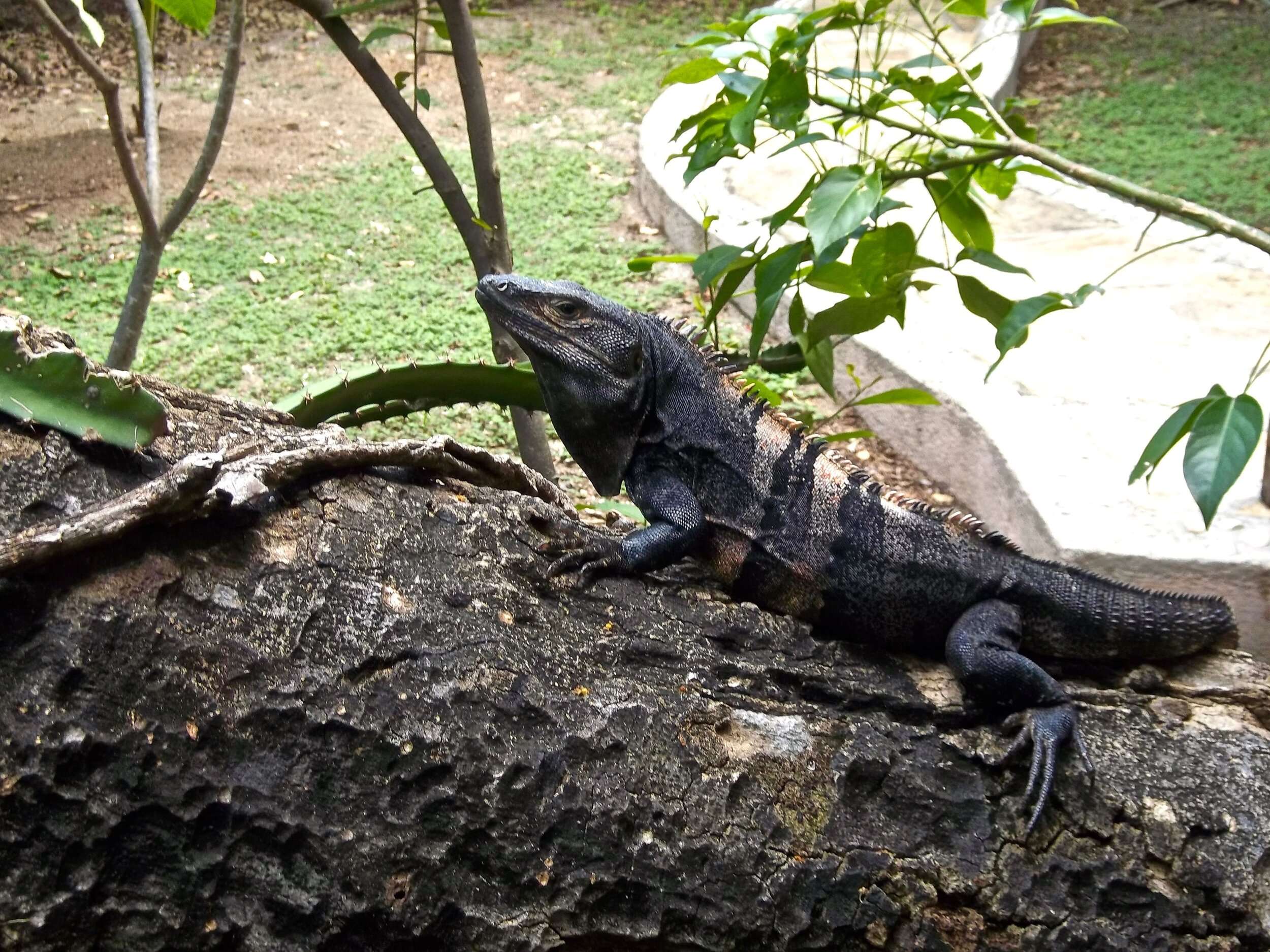 So Many Beautiful Iguanas On the Property