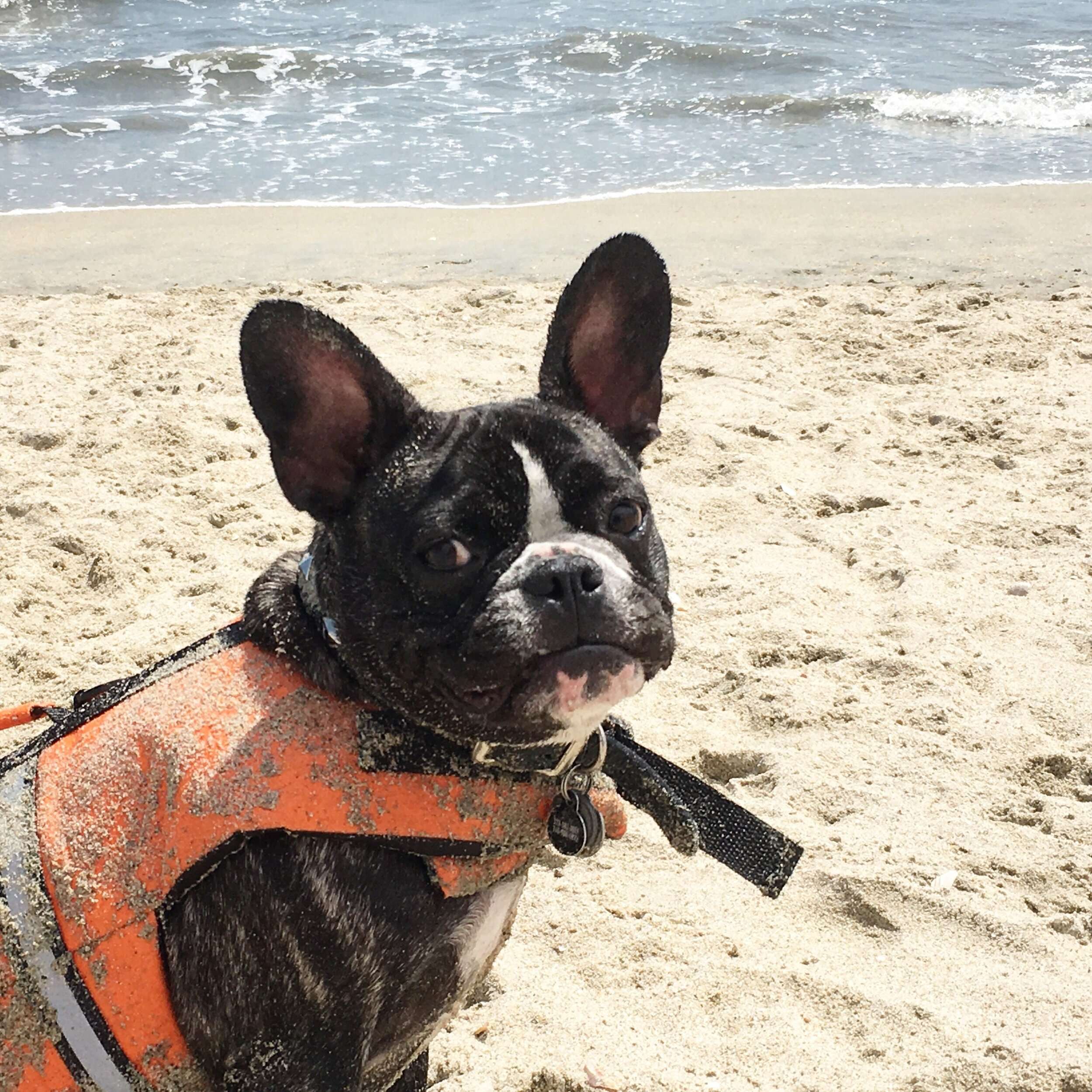 Rosie's Dog Beach, Long Beach, California