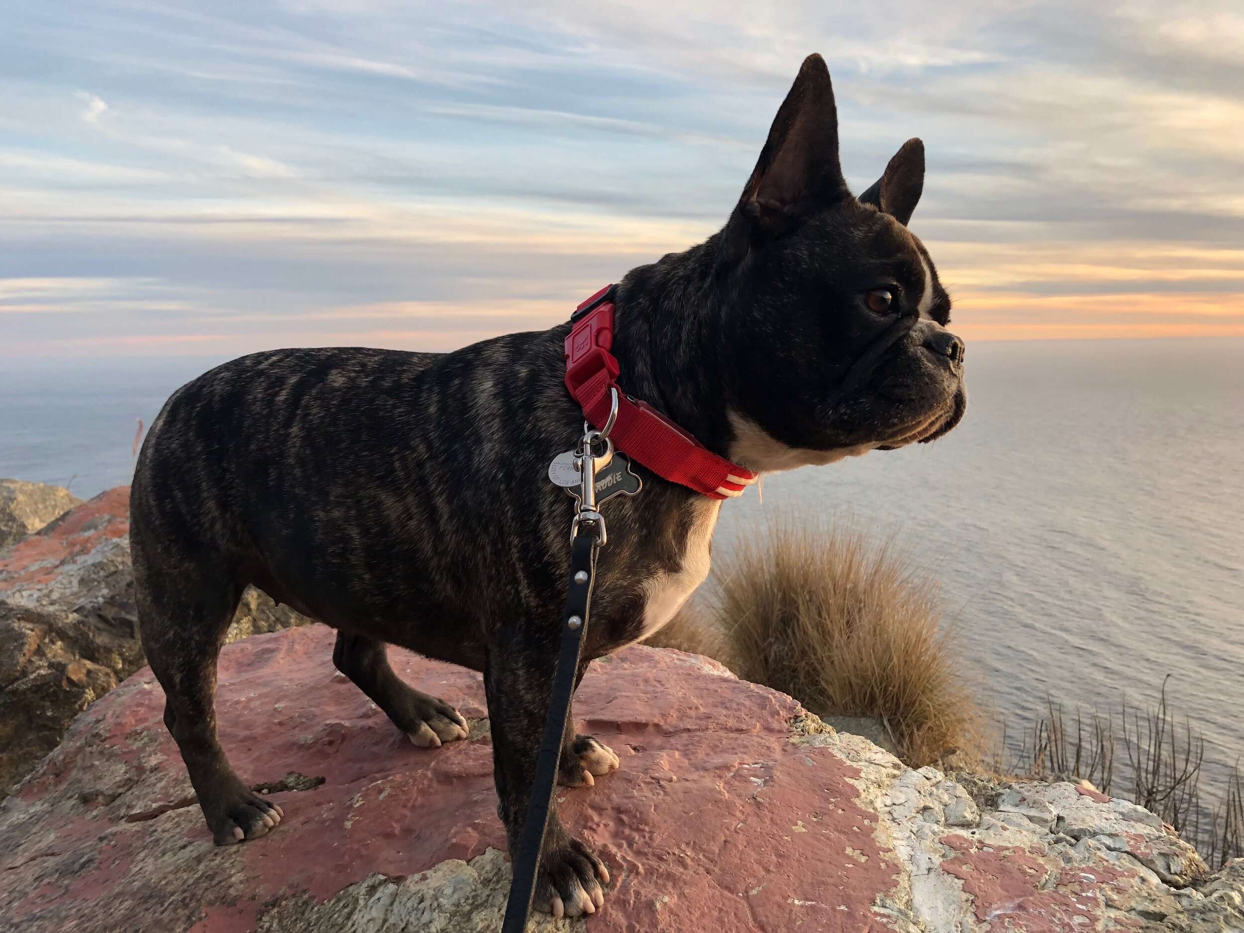 One final reminder: Please check with your hotel or campsite before bringing your pet. Many locations do not allow dogs. Yes, even Emotional Support Animals. Please remember this is a fairly remote area and it does have a large wildlife presence. If…