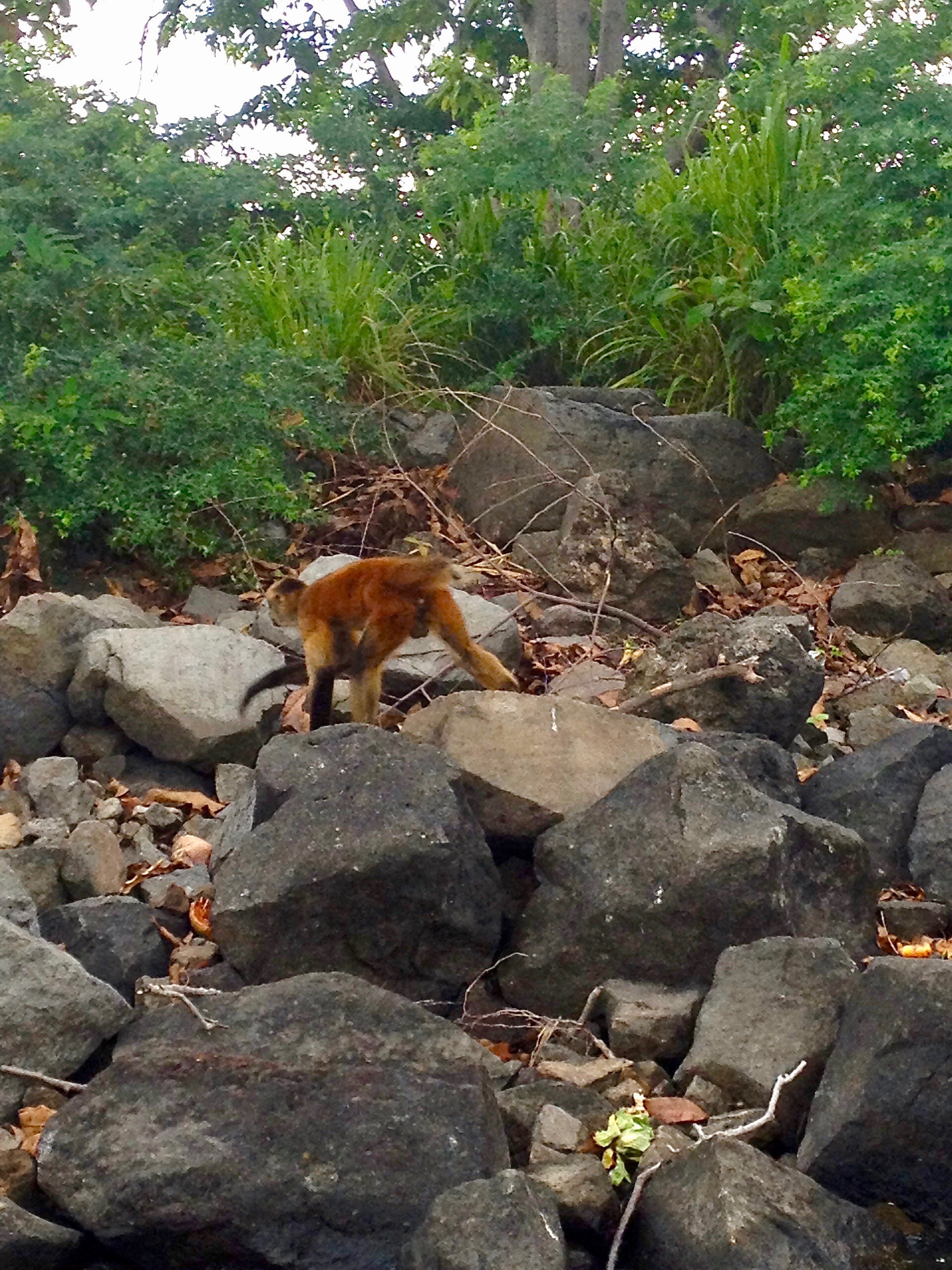 These Little Guys Have the Whole Island to Themselves, And They Made It Clear They Are Not Looking for Company