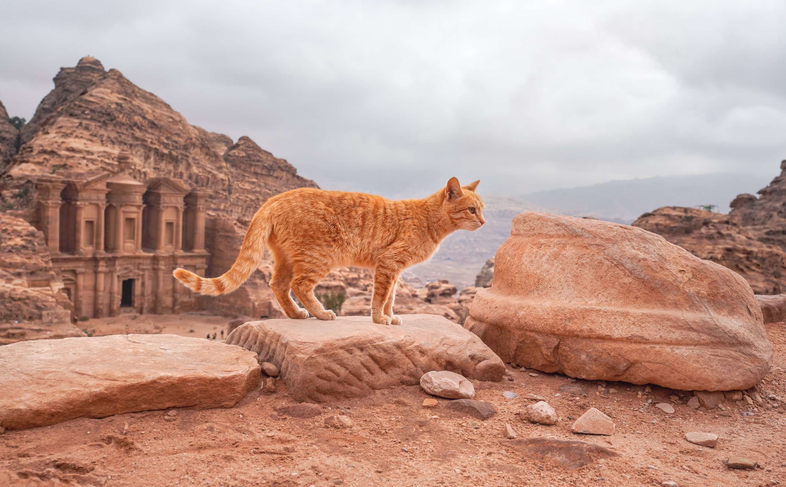 Orange Cat Walking Over Red Rock Landscape In Petra Jordan With Monastery In The Background