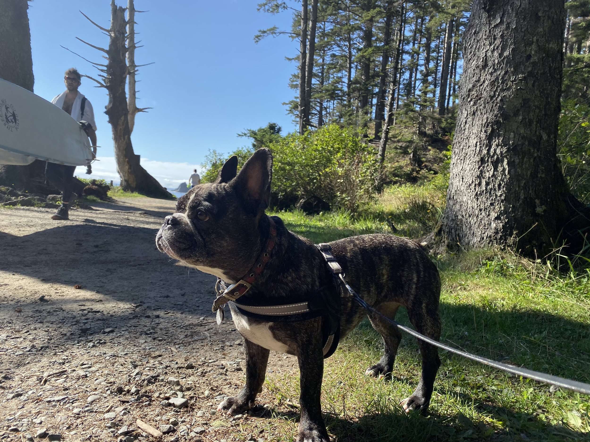 A brindle french bulldog on a hiking trail leading to the ocean. Giant pine trees surround the trail. A man passes carrying a surfboard.