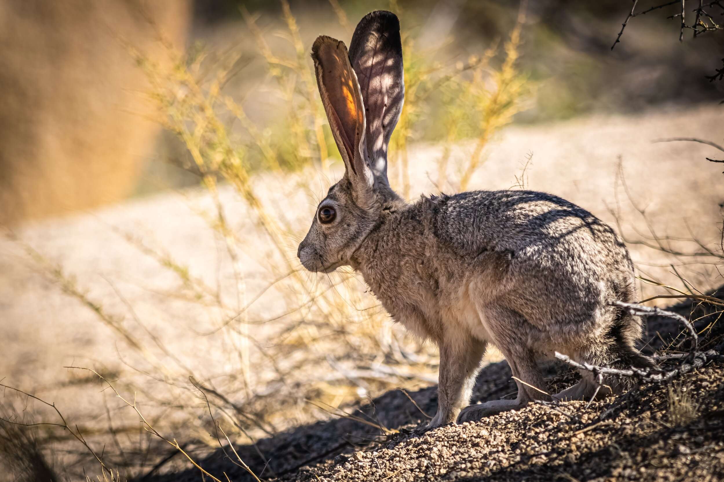Things To See In Joshua Tree Wildlife Jackrabbit