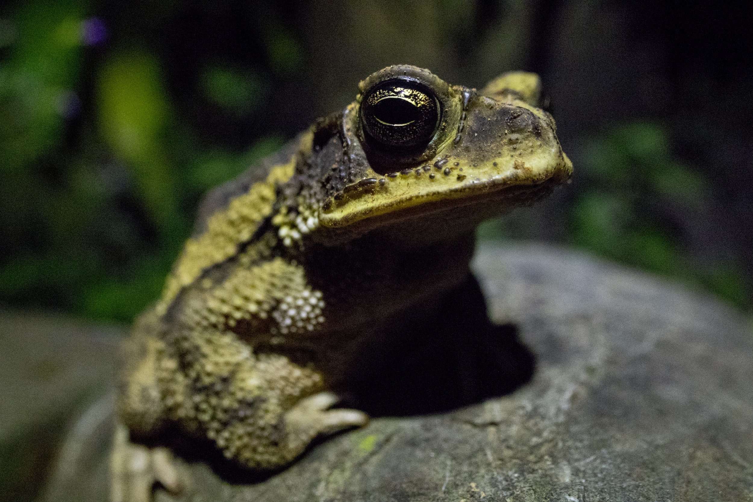 Close up of a green tree frog in Guanacaste Costa Rica