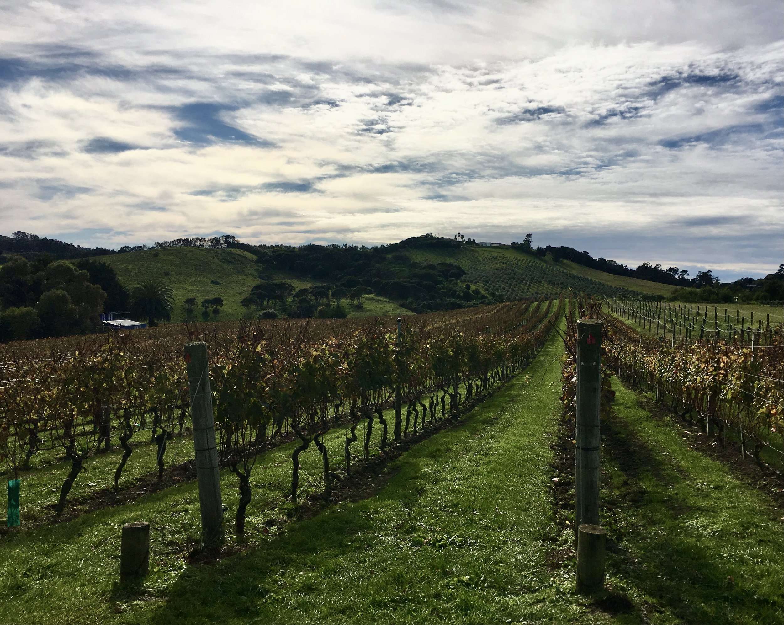 Vineyards on Waiheke Island