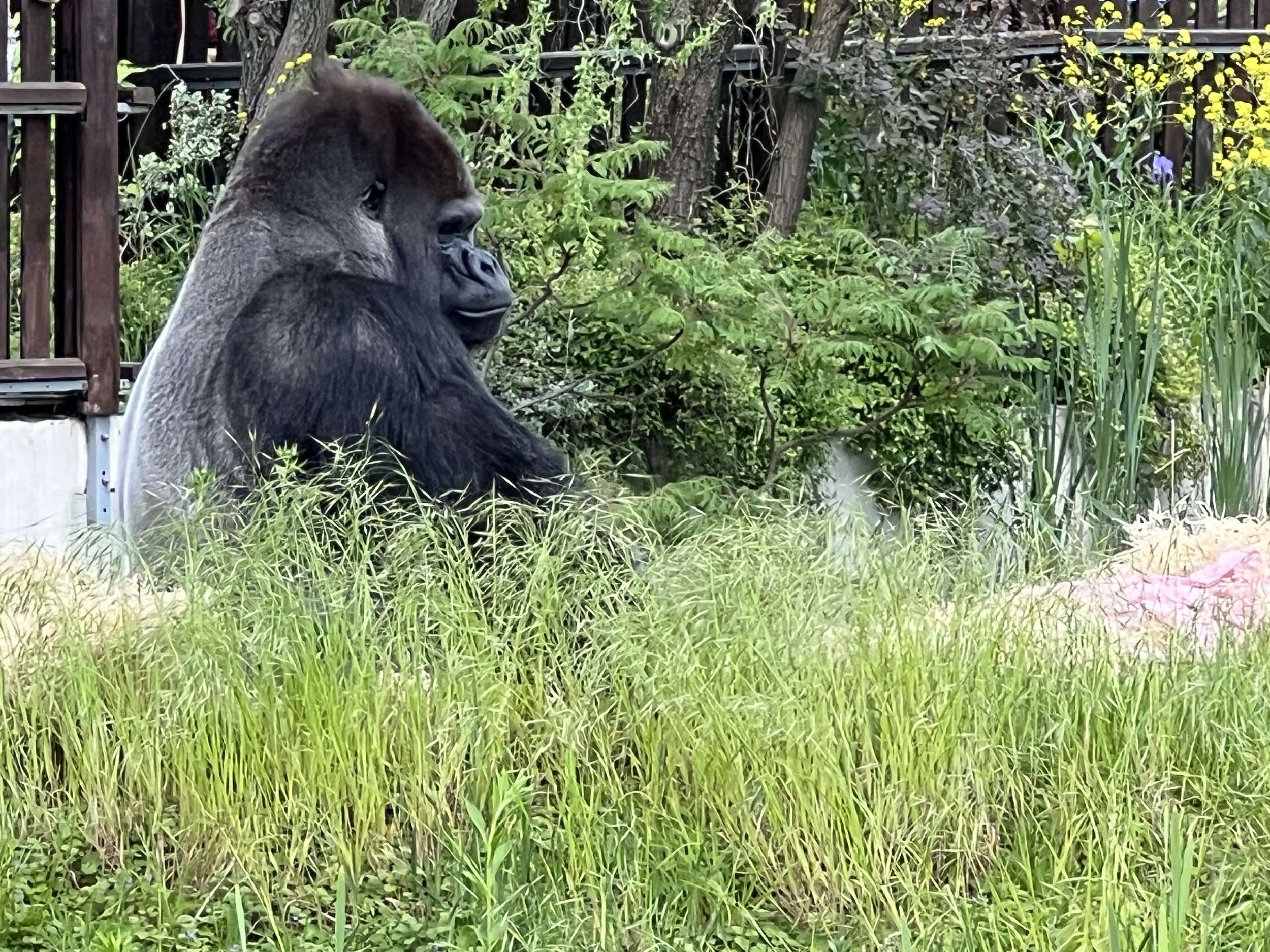 What Is Warsaw Known For Warsaw Zoo Gorilla