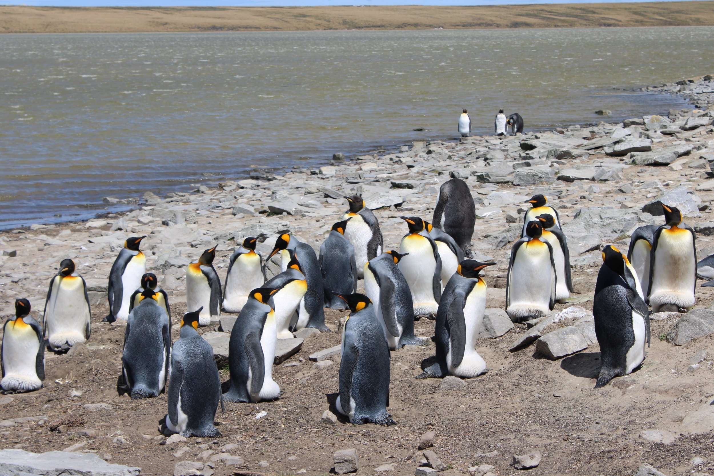 What To Do In The Falklands Islands City