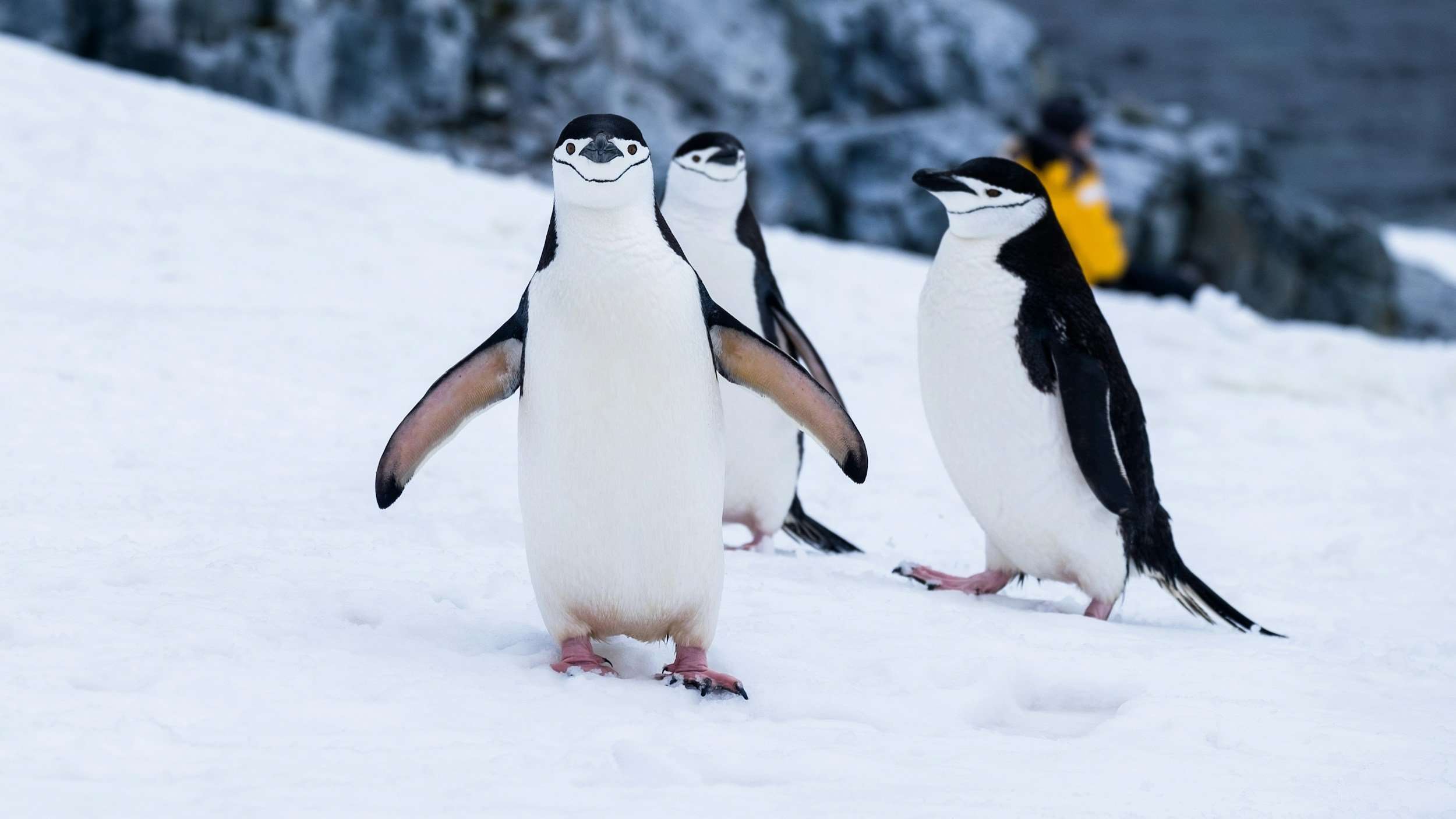 A Cruise To Antarctica Aboard The Sapphire Princess: What To Expect