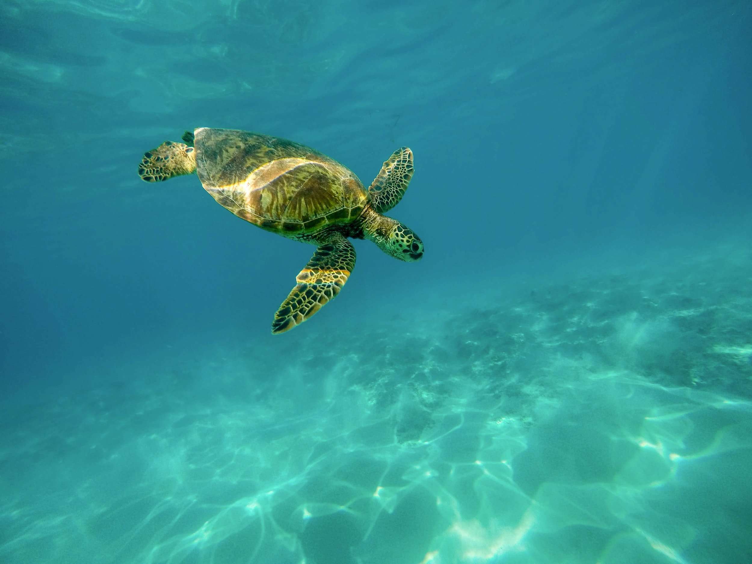 Best Snorkeling In Hawaii - The Big Island Snorkeling Guide